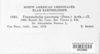 Tranzschelia discolor image